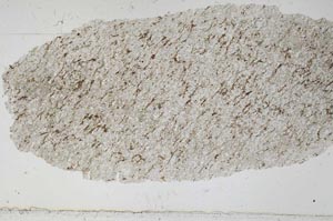 Plane Polarized, S51409