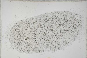 Plane Polarized, S51411