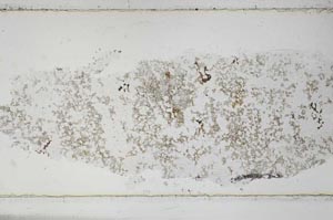 Plane Polarized, S51421
