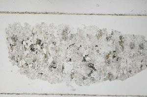 Plane Polarized, S51425