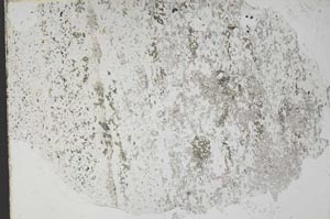Plane Polarized, S51426