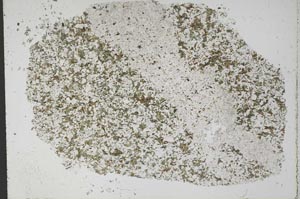 Plane Polarized, S51430