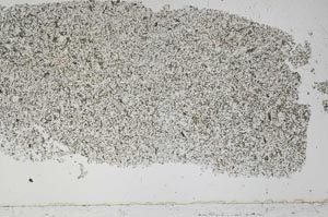Plane Polarized, S51449
