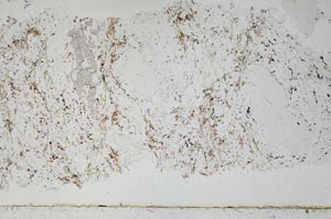 Plane Polarized, S51452