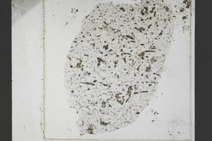 Plane Polarized, S51455