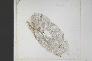 Plane Polarized, S51463