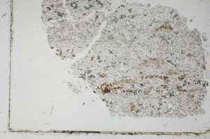 Plane Polarized, S51477