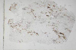 Plane Polarized, S51482