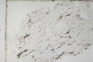 Plane Polarized, S51485