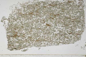 Plane Polarized, S51491