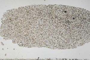 Plane Polarized, S51493