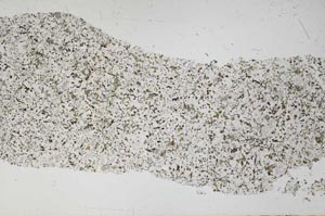 Plane Polarized, S51506