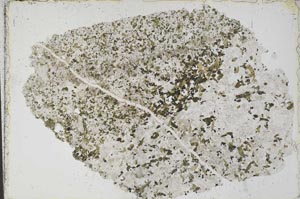 Plane Polarized, S51510