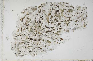 Plane Polarized, S51517