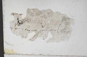 Plane Polarized, S51520