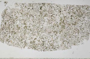 Plane Polarized, S51525