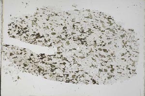 Plane Polarized, S51527