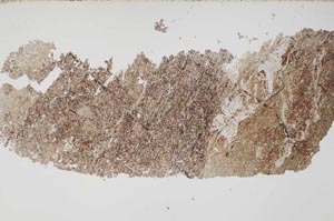Plane Polarized, S51555