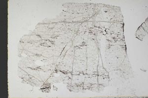 Plane Polarized, S51558