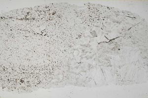 Plane Polarized, S51590