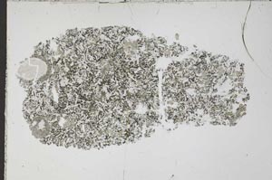 Plane Polarized, S51598