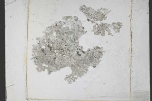 Plane Polarized, S51663