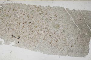 Plane Polarized, S51683