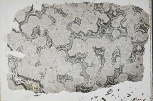Plane Polarized, S51687