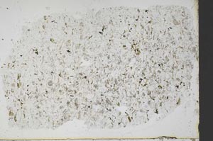Plane Polarized, S51715