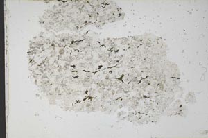 Plane Polarized, S51717