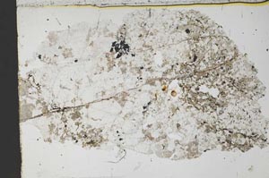 Plane Polarized, S51719