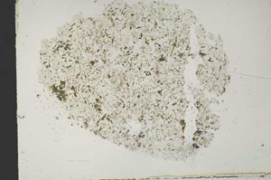 Plane Polarized, S51723