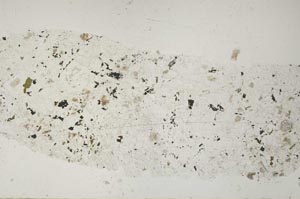 Plane Polarized, S51726