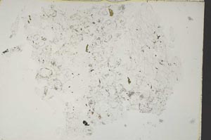Plane Polarized, S51731