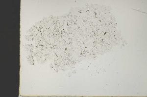 Plane Polarized, S51732