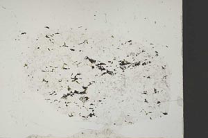 Plane Polarized, S51734