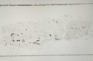 Plane Polarized, S51735
