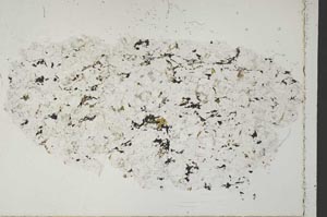 Plane Polarized, S51737