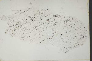 Plane Polarized, S51738