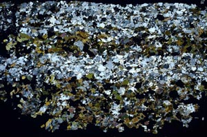 Cross Polarized, S51739