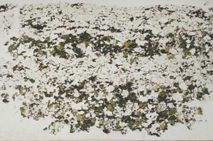 Plane Polarized, S51739
