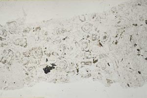 Plane Polarized, S51743