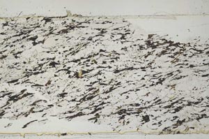 Plane Polarized, S51747