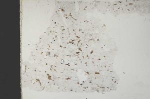 Plane Polarized, S51754