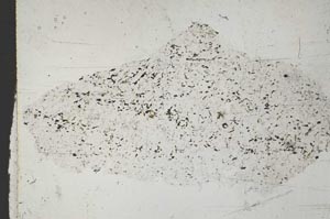 Plane Polarized, S51755