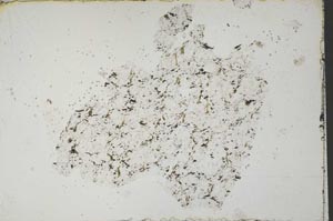 Plane Polarized, S51758