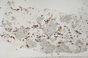 Plane Polarized, S51760