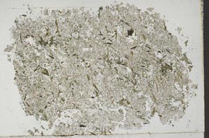 Plane Polarized, S51768
