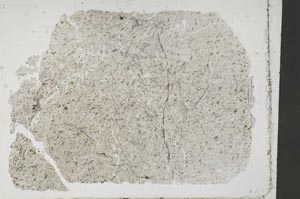 Plane Polarized, S51855