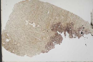 Plane Polarized, S51856